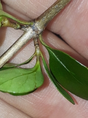 Coprosma neglecta