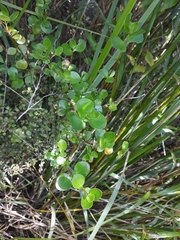 Coprosma neglecta