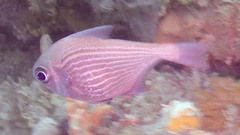 Pempheris multiradiata