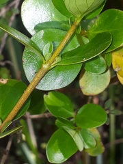 Coprosma neglecta