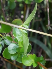 Coprosma neglecta