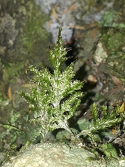 Trachyloma diversinerve