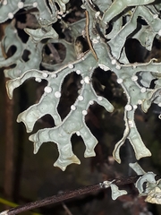 Pseudocyphellaria carpoloma