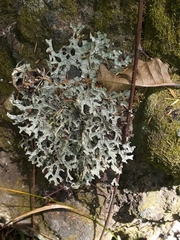 Pseudocyphellaria carpoloma