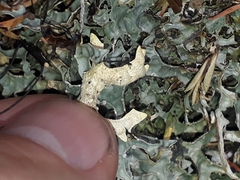 Pseudocyphellaria carpoloma