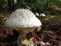 Amanita pyramidifera