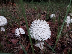 Amanita pyramidifera