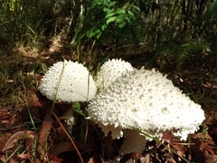 Amanita pyramidifera