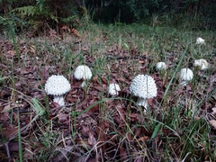 Amanita pyramidifera