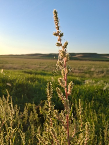 summer-cypress