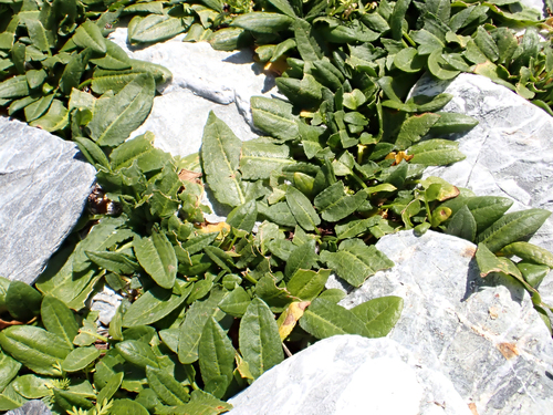 Rumex neglectus, photograph 5