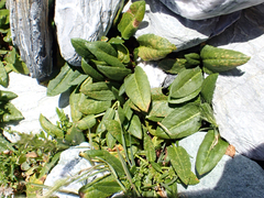 Rumex neglectus, photograph author not stated, no rights reserved