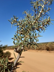 Hakea psilorrhyncha