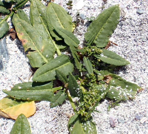 Rumex neglectus, photograph 4