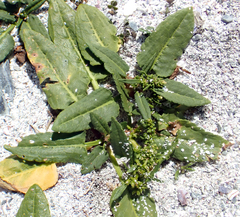 author not stated, no rights reserved Rumex neglectus, photograph author not stated, no rights reserved