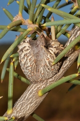 Hakea psilorrhyncha