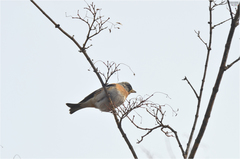 Fringilla montifringilla