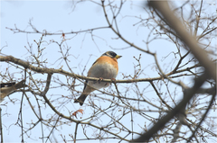 Fringilla montifringilla