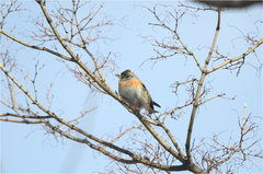 Fringilla montifringilla