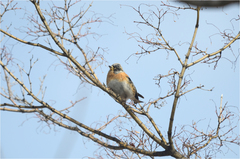 Fringilla montifringilla