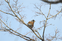 Fringilla montifringilla