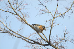 Fringilla montifringilla