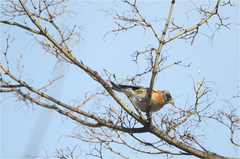 Fringilla montifringilla