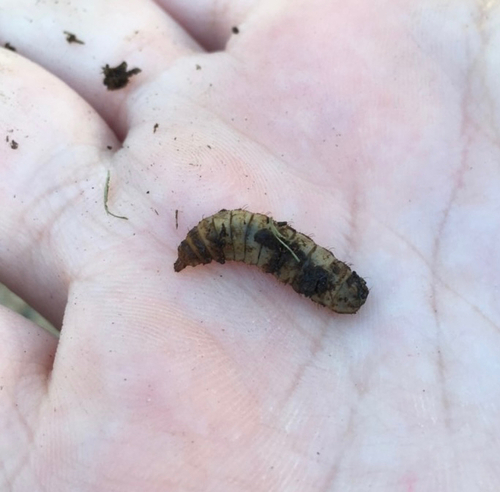 Unknown species found near W Mescal St, Glendale, AZ, US