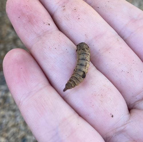 Unknown species found near W Mescal St, Glendale, AZ, US