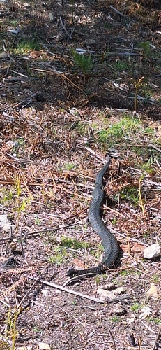 Tiger Snake sighting