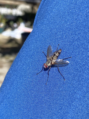 Unknown species found near Williamson County, TN, USA