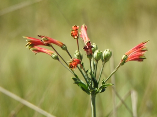 Lily of the Incas (Alstroemeria psittacina)