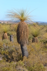 Xanthorrhoea drummondii