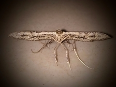 Nausinoe geometralis