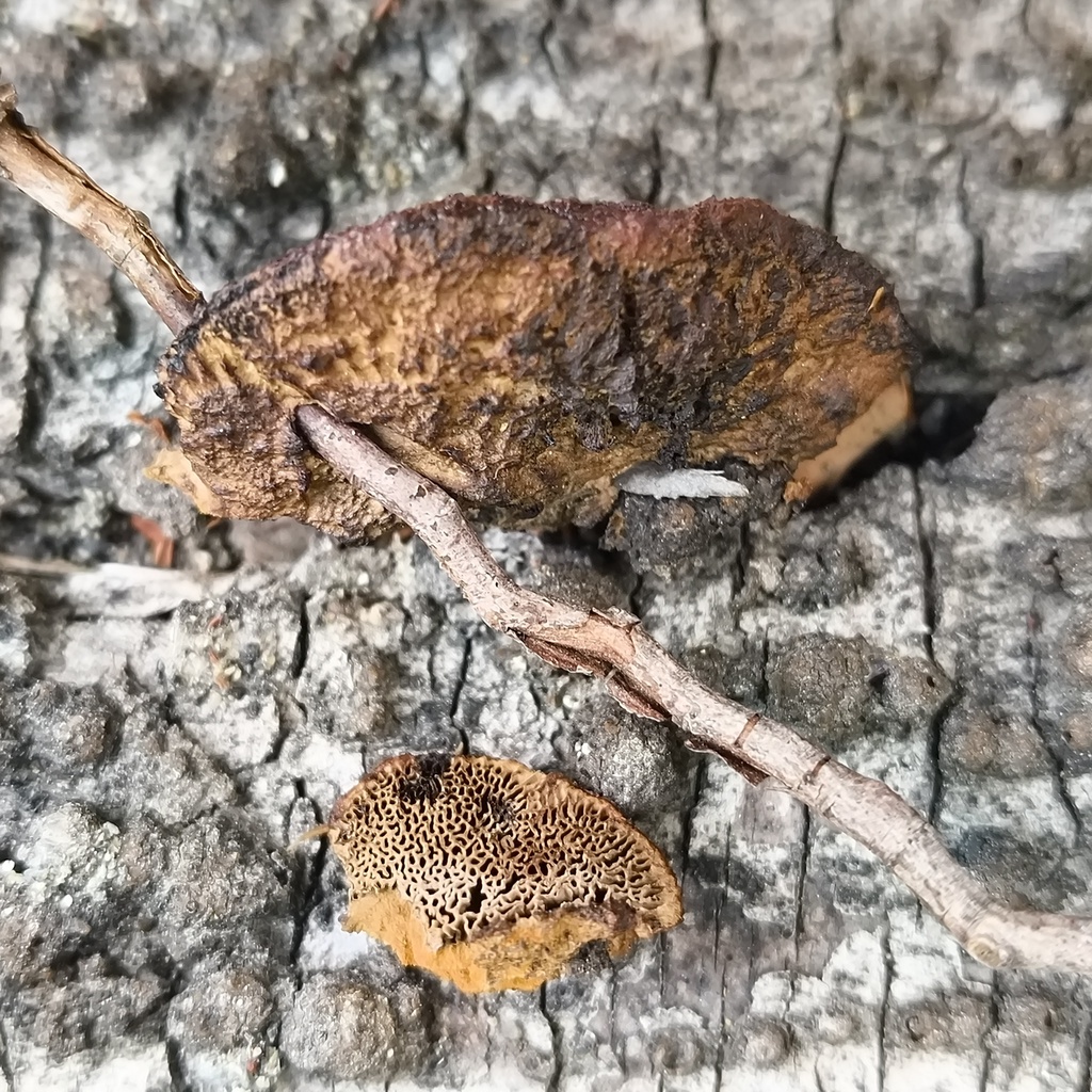 Hapalopilus rutilans · December 2025 · photo: © zedt (iNaturalist, cc-by)