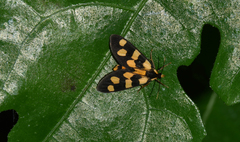 Dubianaclia contigua