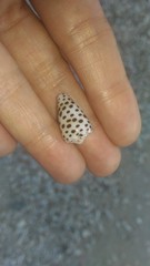 Conus pulicarius
