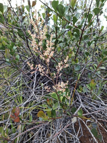 Beaupreopsis paniculata observed 2025-12-05