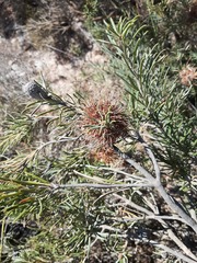 Banksia incana