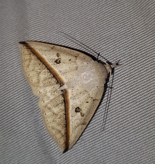 Ugia disjungens