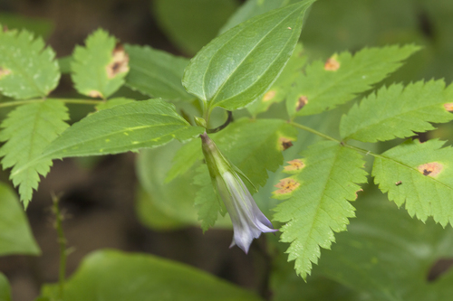 Tripterospermum japonicum iNat (1)