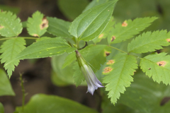 Tripterospermum trinervium