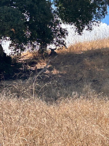 iNaturalist observation photo of Mule Deer