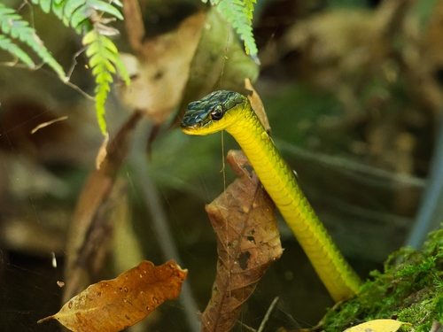Common Tree Snake sighting