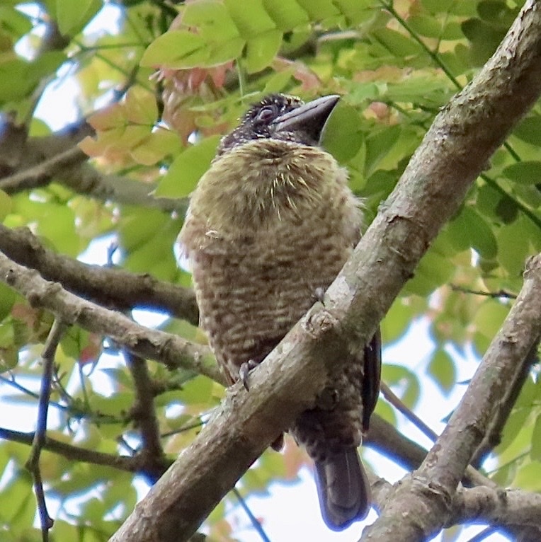 Hairy-breasted Barbet (Tricholaema hirsuta), photo 3