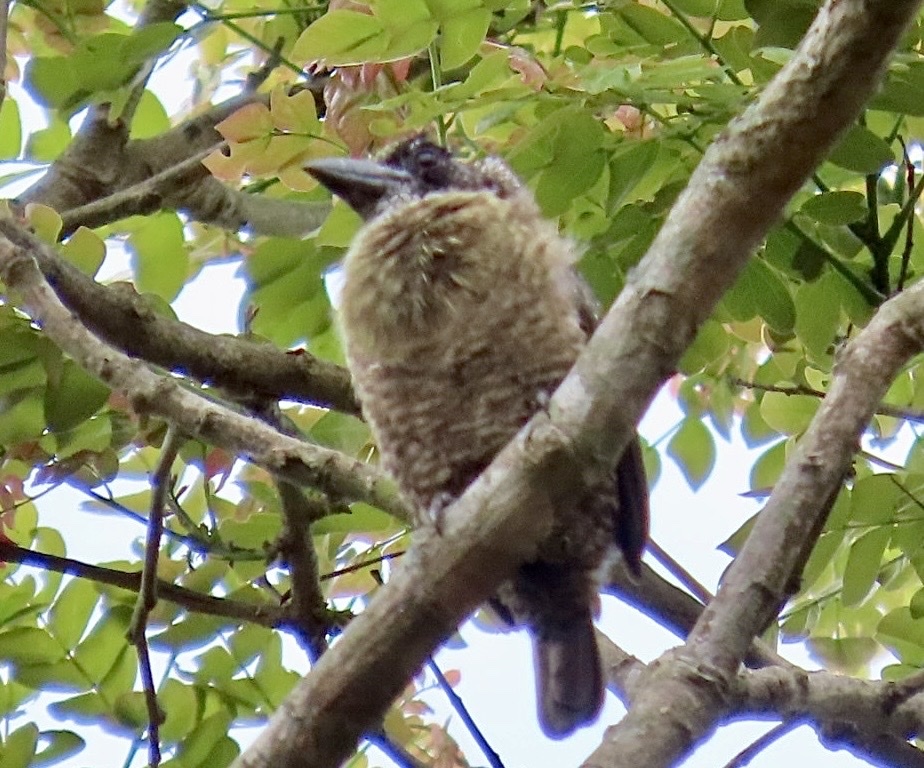 Hairy-breasted Barbet (Tricholaema hirsuta), photo 4