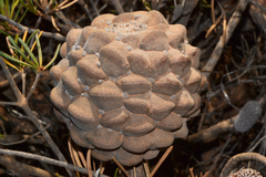 Banksia incana