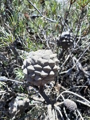 Banksia incana