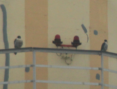 Falco peregrinus