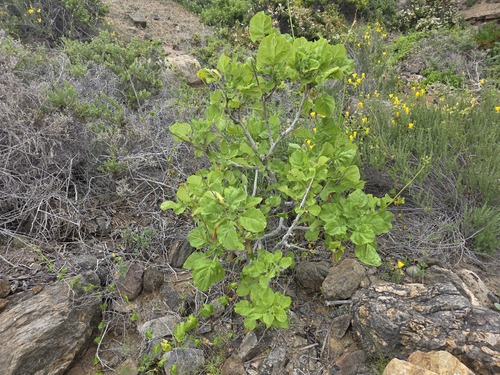 Chilean tobacco (Nicotiana solanifolia)
